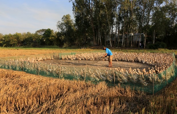 Nuoi vit co co chay dong, nong dan Dong Thap nhat trung lien tuc