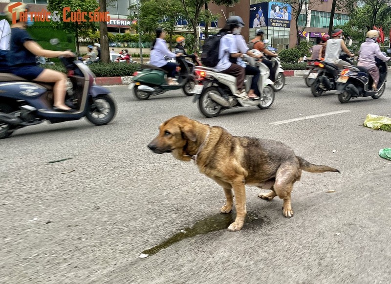 Cam mang vat nuoi dao bien: Ngan canh tha cho khap noi-Hinh-6