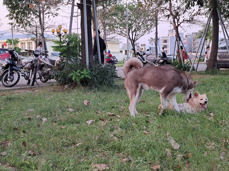 Cam mang vat nuoi dao bien: Ngan canh tha cho khap noi-Hinh-8