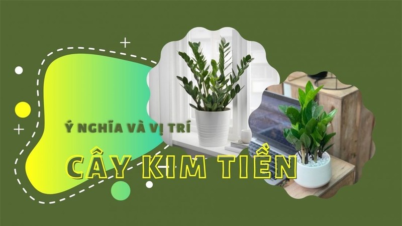 Cay kim tien giup dieu hoa khong khi, tot cho phong thuy