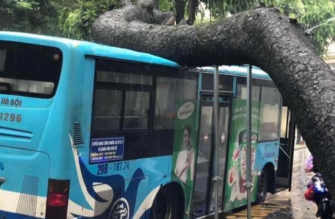 Ha Noi: Cay xa cu co thu do, de trung xe buyt tren pho