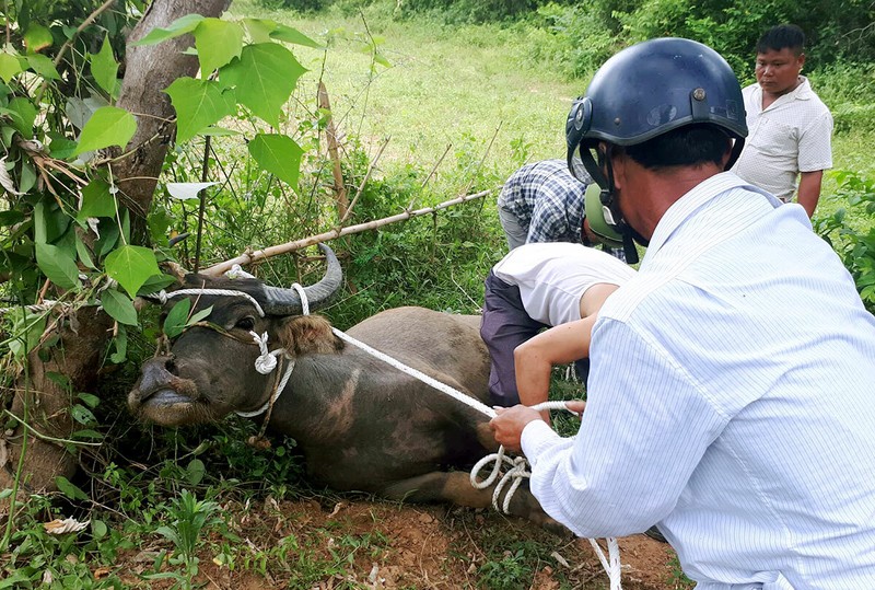 Trau huc chu, nguoi di duong am anh o Viet Nam-Hinh-6