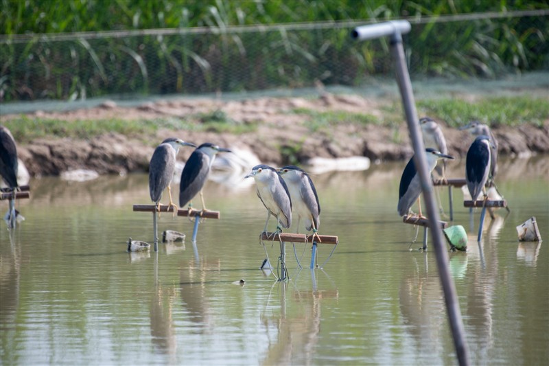 Can canh “thien la dia vong” bat chim hoang da ngay giua Thu do-Hinh-9