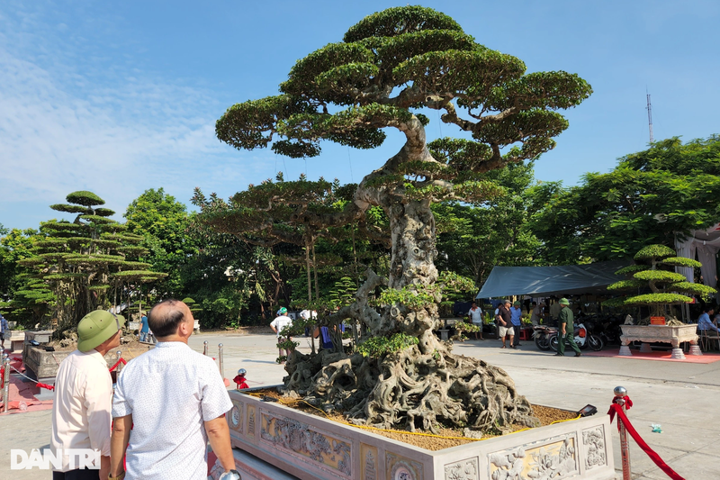 Dan cay canh nghe thuat dinh cao cua Hai Hau “it ai dam hoi gia“-Hinh-3