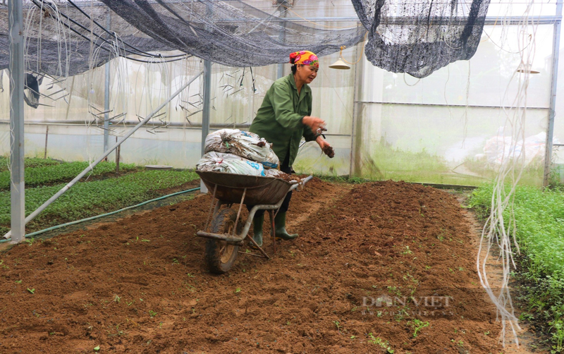 Nu nong dan Nghe An lam nha mang trong rau, qua sach-Hinh-6