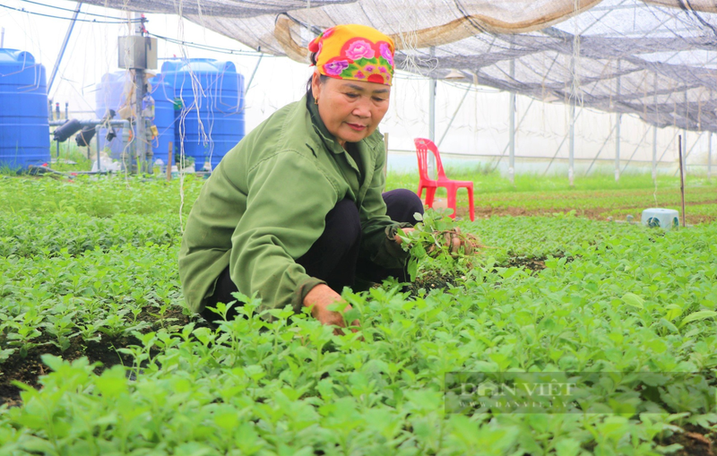 Nu nong dan Nghe An lam nha mang trong rau, qua sach-Hinh-7