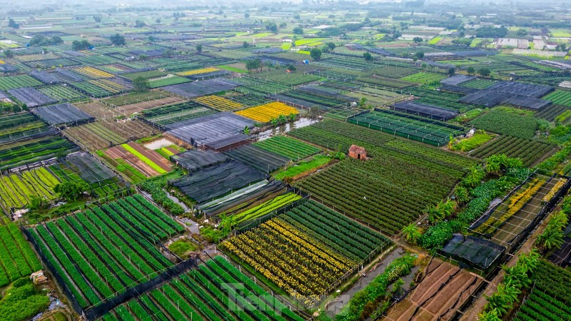 Lang hoa Tay Tuu tat bat chuan bi vao vu Tet