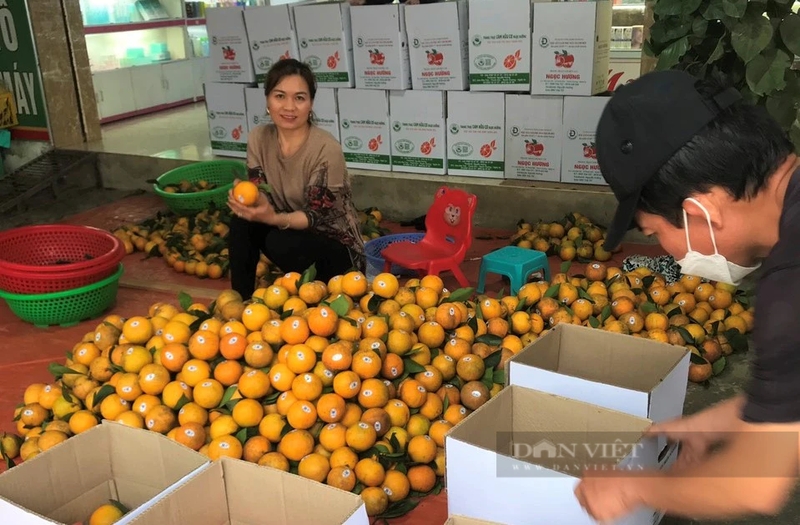 Trong cam, trong buoi huu co, mot nong dan Nghe An thu tien ty-Hinh-8