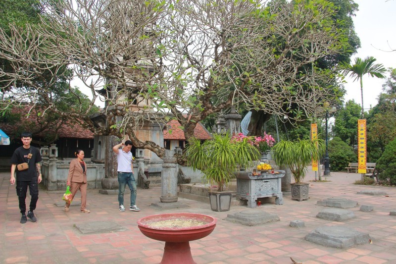 Chiem nguong bon cay co thu hang tram tuoi o chua Pho Minh-Hinh-10