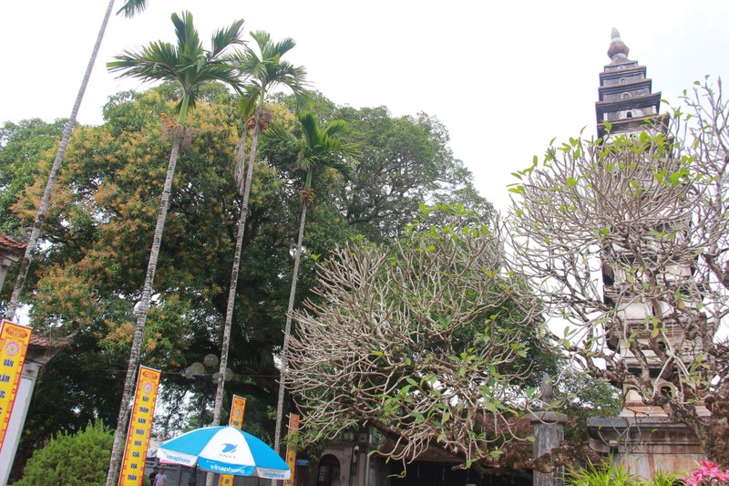 Chiem nguong bon cay co thu hang tram tuoi o chua Pho Minh-Hinh-2