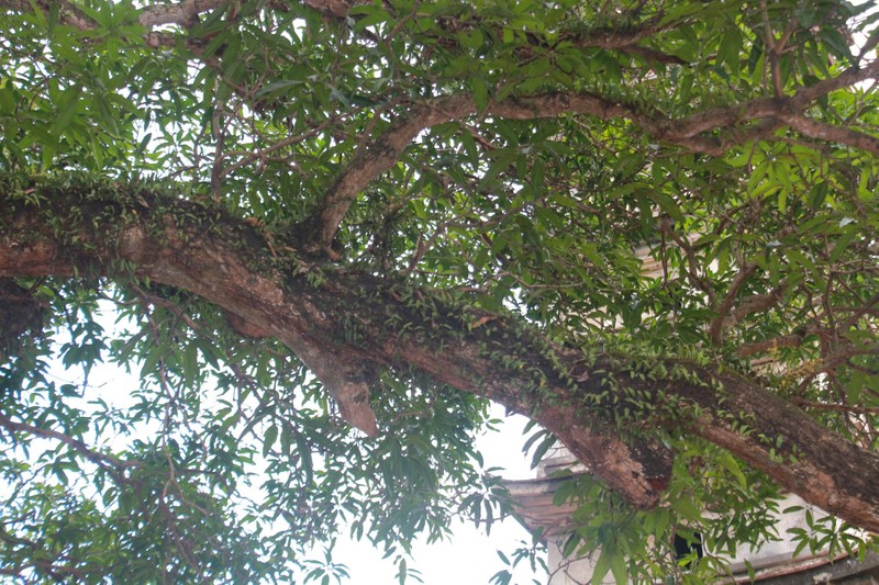 Chiem nguong bon cay co thu hang tram tuoi o chua Pho Minh-Hinh-5