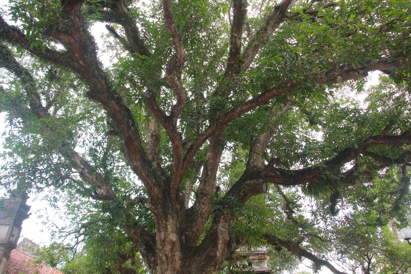 Chiem nguong bon cay co thu hang tram tuoi o chua Pho Minh-Hinh-6