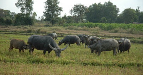 Don tra thu tan doc cua ke sat nhan khi bi dung den long tu ai-Hinh-4