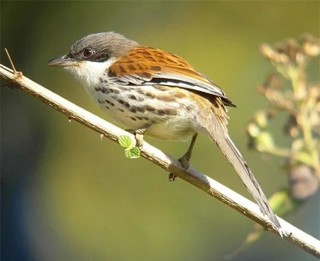 View - 	Loài chim quý hiếm bậc nhất thế giới xuất hiện ở Việt Nam 