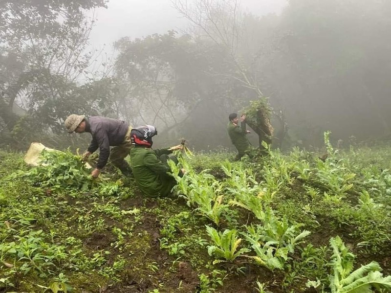 Triet pha hon 500 cay thuoc phien trong giua rung sau o Lao Cai