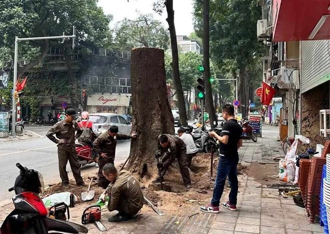 Cay sao tram tuoi o Ha Noi bi don: Co hay khong viec buc tu?