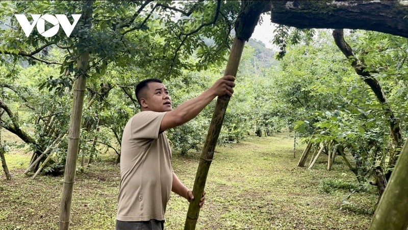 Trai nghiem thu vi mua man hau tren cao nguyen Moc Chau-Hinh-3