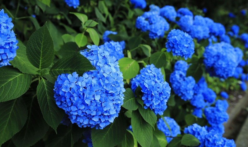 Bi quyet de hoa cam tu cau no hoa xanh biec-Hinh-11