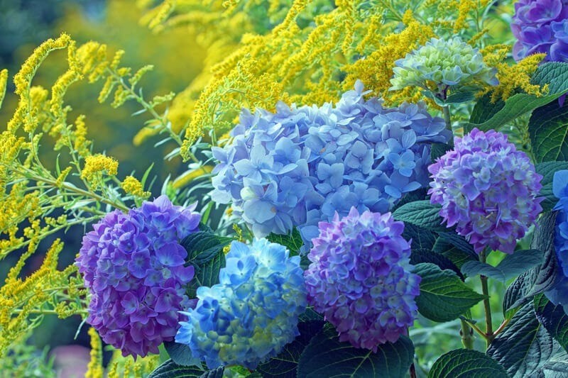 View - 	Bí quyết để hoa cẩm tú cầu nở hoa xanh biếc