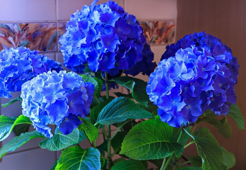 Bi quyet de hoa cam tu cau no hoa xanh biec-Hinh-8
