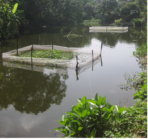 Thi the cu ba duoi gieng, bat ngo nguyen nhan vu an mang-Hinh-2