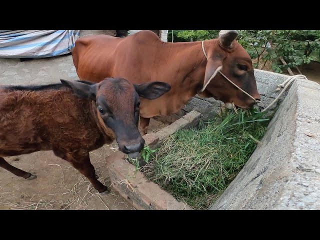 Thi the cu ba duoi gieng, bat ngo nguyen nhan vu an mang-Hinh-5