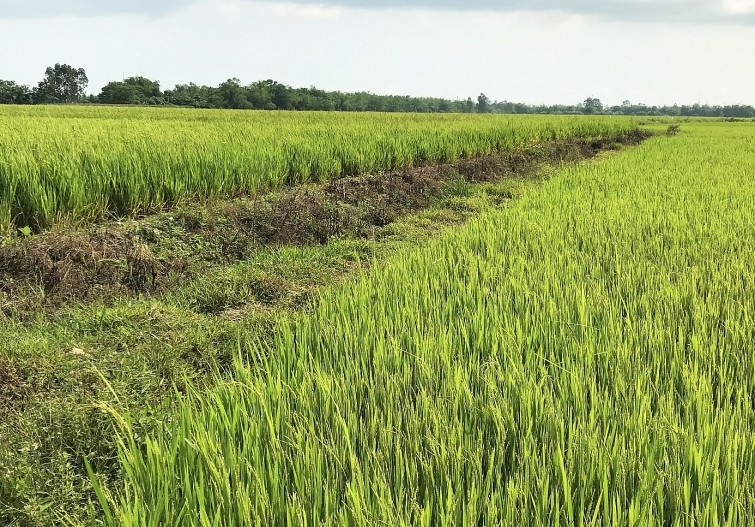 Thiet bi bay khong nguoi lai giua canh dong va bi mat trong trang trai-Hinh-3