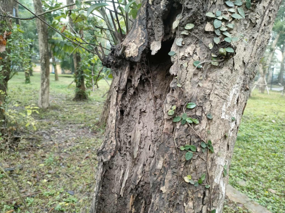 Ha Noi: Can canh 2 cong vien lon xuong cap, cho cai tao-Hinh-8