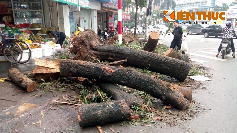 Ha Noi nen hoc Hai Phong cach gin giu cay cong nghieng?-Hinh-10