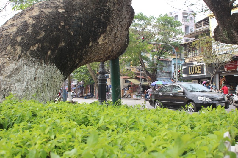 Ha Noi nen hoc Hai Phong cach gin giu cay cong nghieng?-Hinh-7