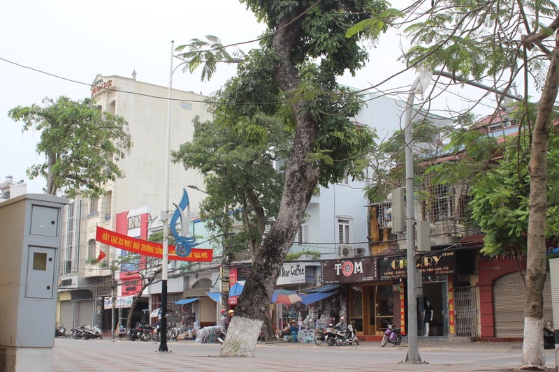 Ha Noi nen hoc Hai Phong cach gin giu cay cong nghieng?-Hinh-9