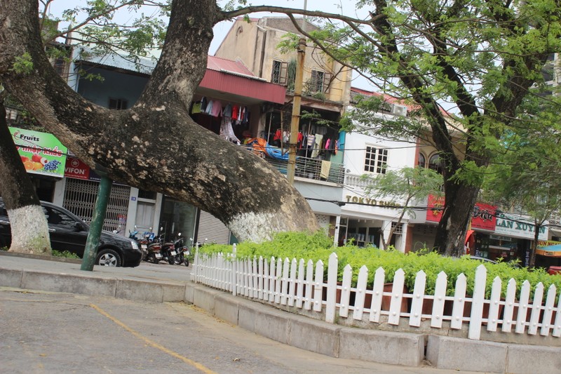 Ha Noi nen hoc Hai Phong cach gin giu cay cong nghieng?