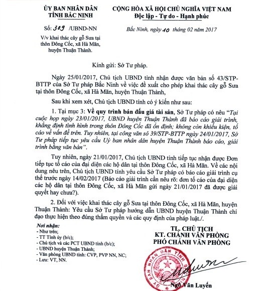 Cay sua 200 tuoi o Bac Ninh 