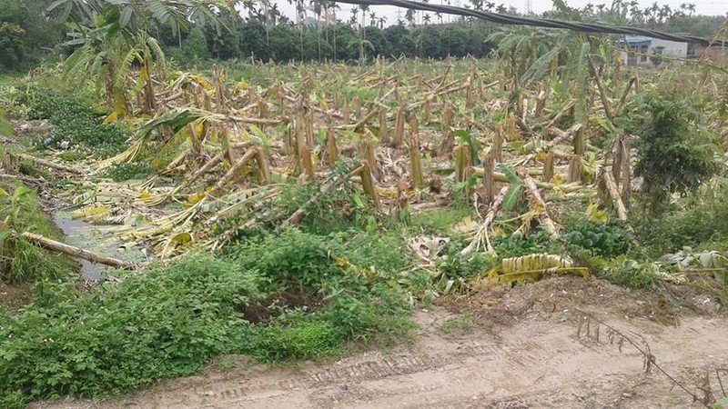 Noi tinh vu hon 2.000 cay chuoi bi chem cut trong dem o Hai Phong