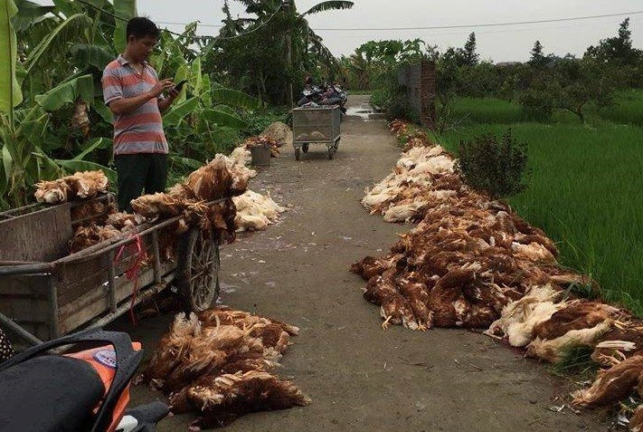 Hai Phong: Hang nghin con ga chet do su co dien, dan khoc ngat