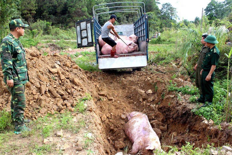 Thu tuong chi dao ngan chan dich ta lon Chau Phi xam nhiem vao Viet Nam-Hinh-2