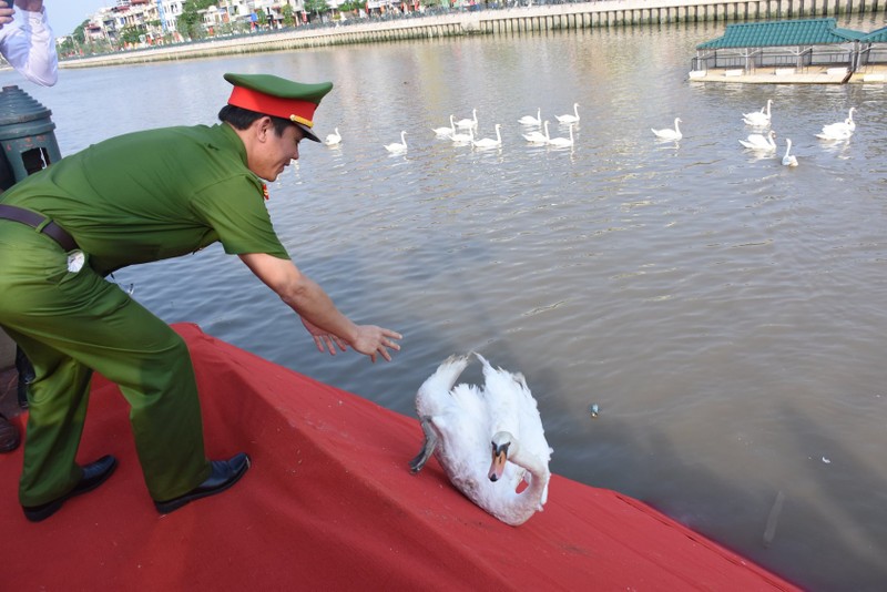 Ngam 130 con thien nga vua duoc tha xuong song Tam Bac - Hai Phong-Hinh-4