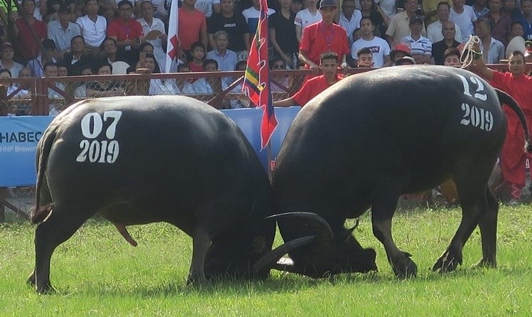 Hai Phong: Dung le hoi choi trau Do Son vi dich COVID-19