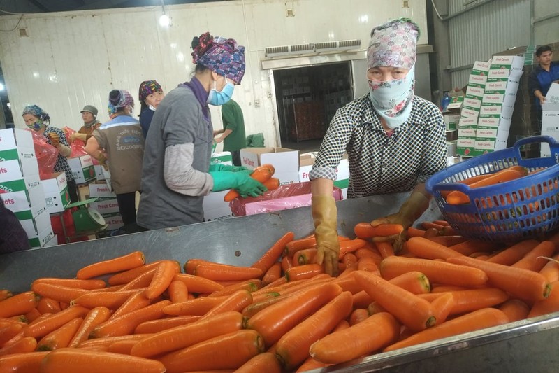 Hai Duong chi dao “giai cuu” gan 100.000 tan nong san trong cach ly xa hoi