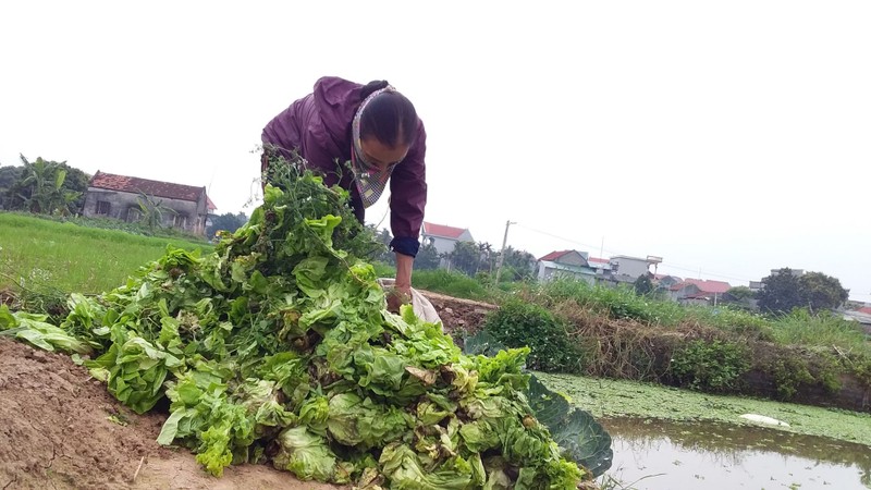 Xot xa su hao do dong, sup lo no hoa, nong dan Hai Duong khoc rong-Hinh-18