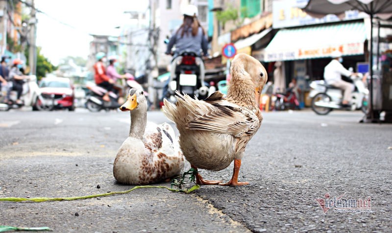 Chang trai tao ra con khung long sat ban gia tram trieu-Hinh-2