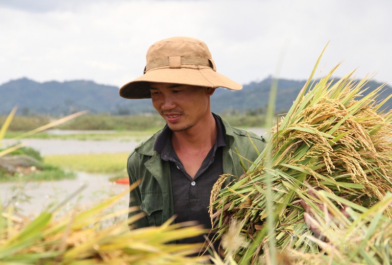 Nguoi dan Dak Lak cuong cuong gat lua non chay lu-Hinh-8