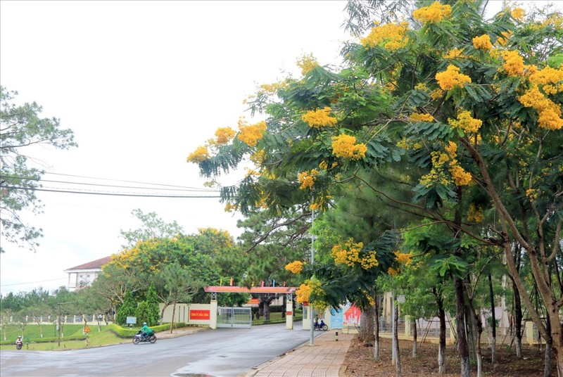 Choang ngop hoa phuong vang no khap duong pho Dak Nong-Hinh-6