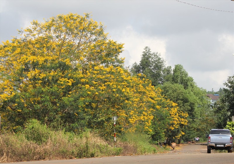 Choang ngop hoa phuong vang no khap duong pho Dak Nong-Hinh-8