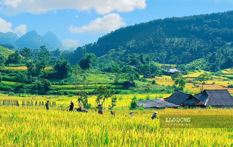 Ngat ngay mua lua chin tren Ta Leng Lai Chau-Hinh-6