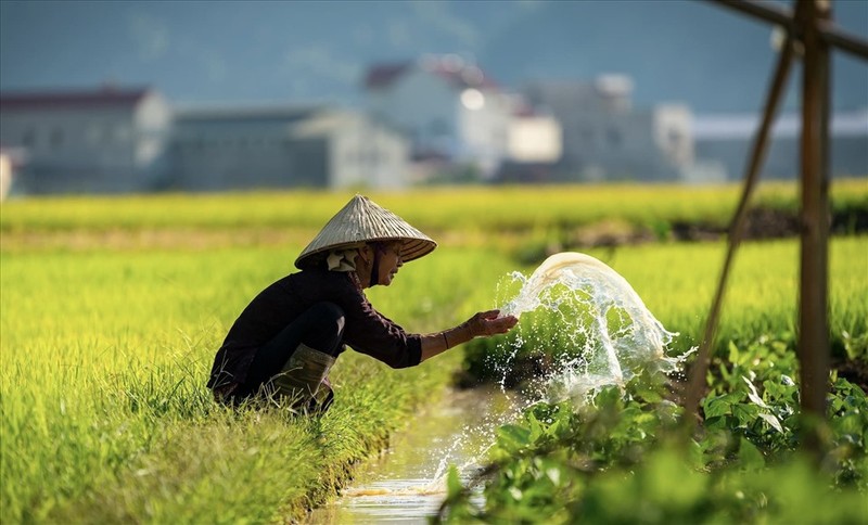 Ngat ngay mua lua chin tren Ta Leng Lai Chau-Hinh-8