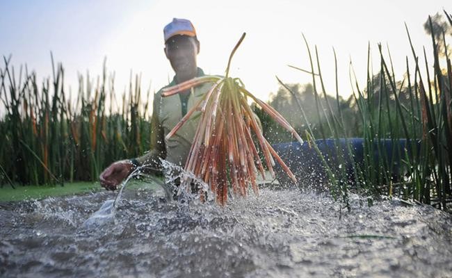 Rau la cho mang ban 120.000d/kg, hoa ra la cay dai moc day o vung nay-Hinh-11