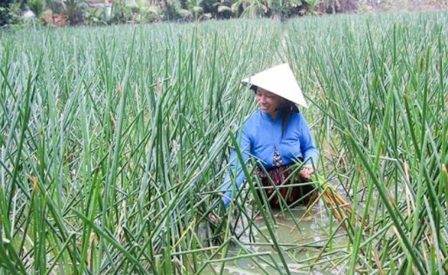 Rau la cho mang ban 120.000d/kg, hoa ra la cay dai moc day o vung nay-Hinh-13