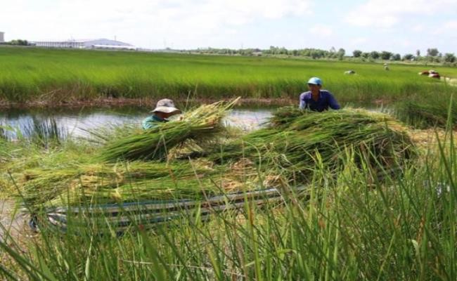 Rau la cho mang ban 120.000d/kg, hoa ra la cay dai moc day o vung nay-Hinh-9