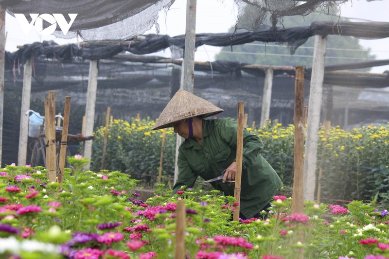 Hoa Tet duoc gia, 'nu cuoi tro lai' voi nong dan Tay Tuu-Hinh-7